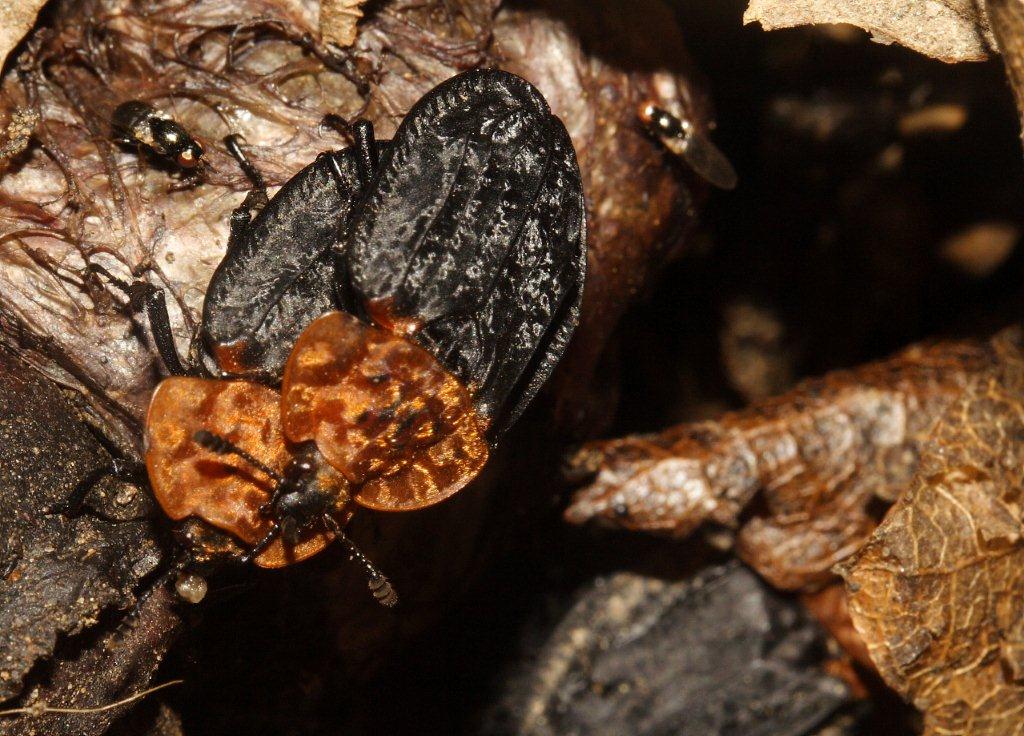 Oiceoptoma thoracicum (Sylphidae) in accoppiamento